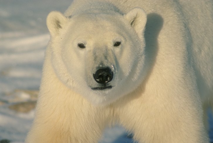 Phillip the Polar Bear
